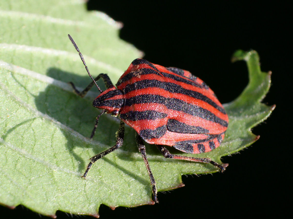 Graphosoma lineatum italicum? S